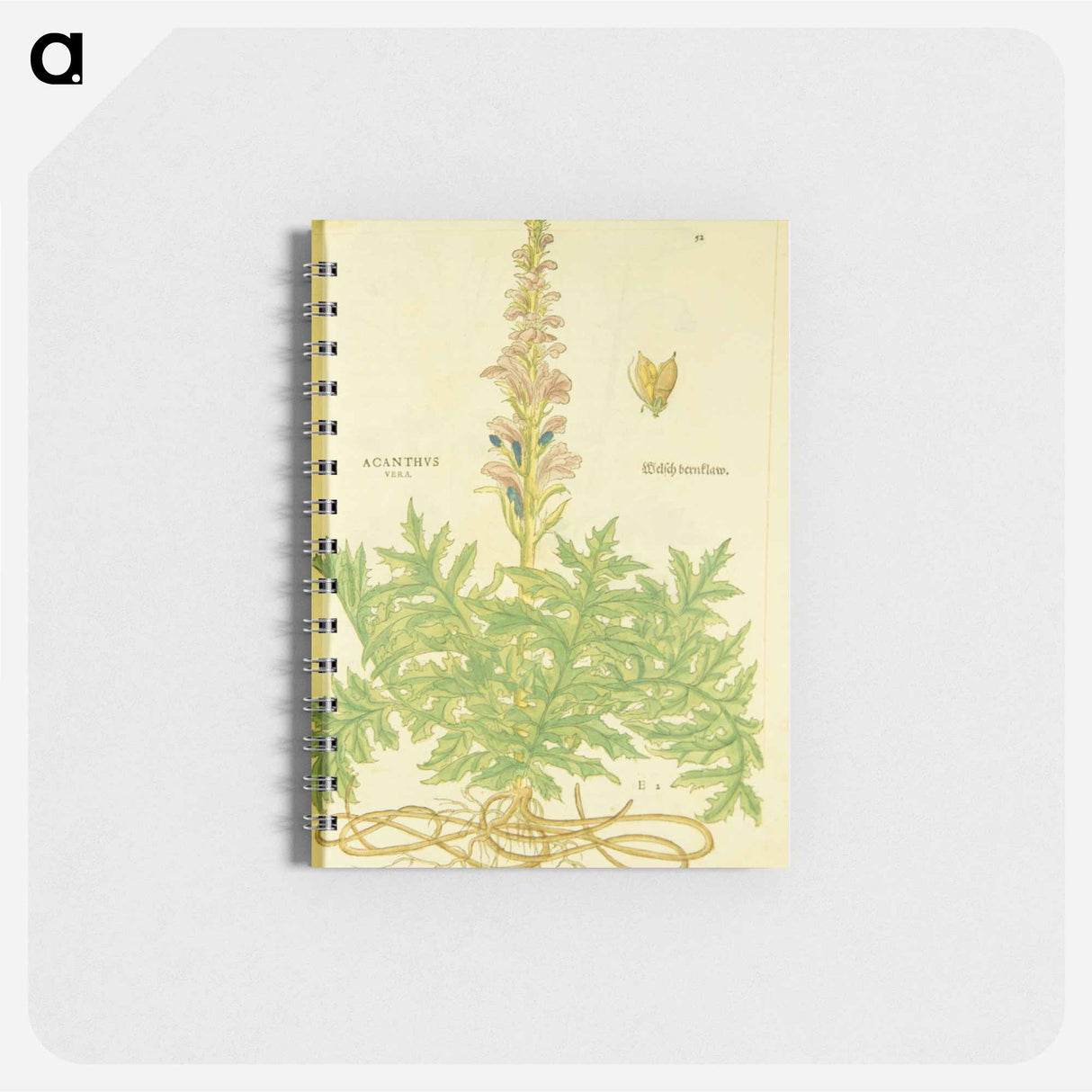 アートメモ帳-Acanthus vera and Welsch Bernklaw
 - 国立医学図書館 Memo.