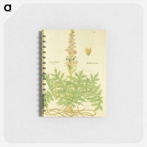 アートメモ帳-Acanthus vera and Welsch Bernklaw
 - 国立医学図書館 Memo.