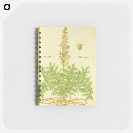 アートメモ帳-Acanthus vera and Welsch Bernklaw
 - 国立医学図書館 Memo.