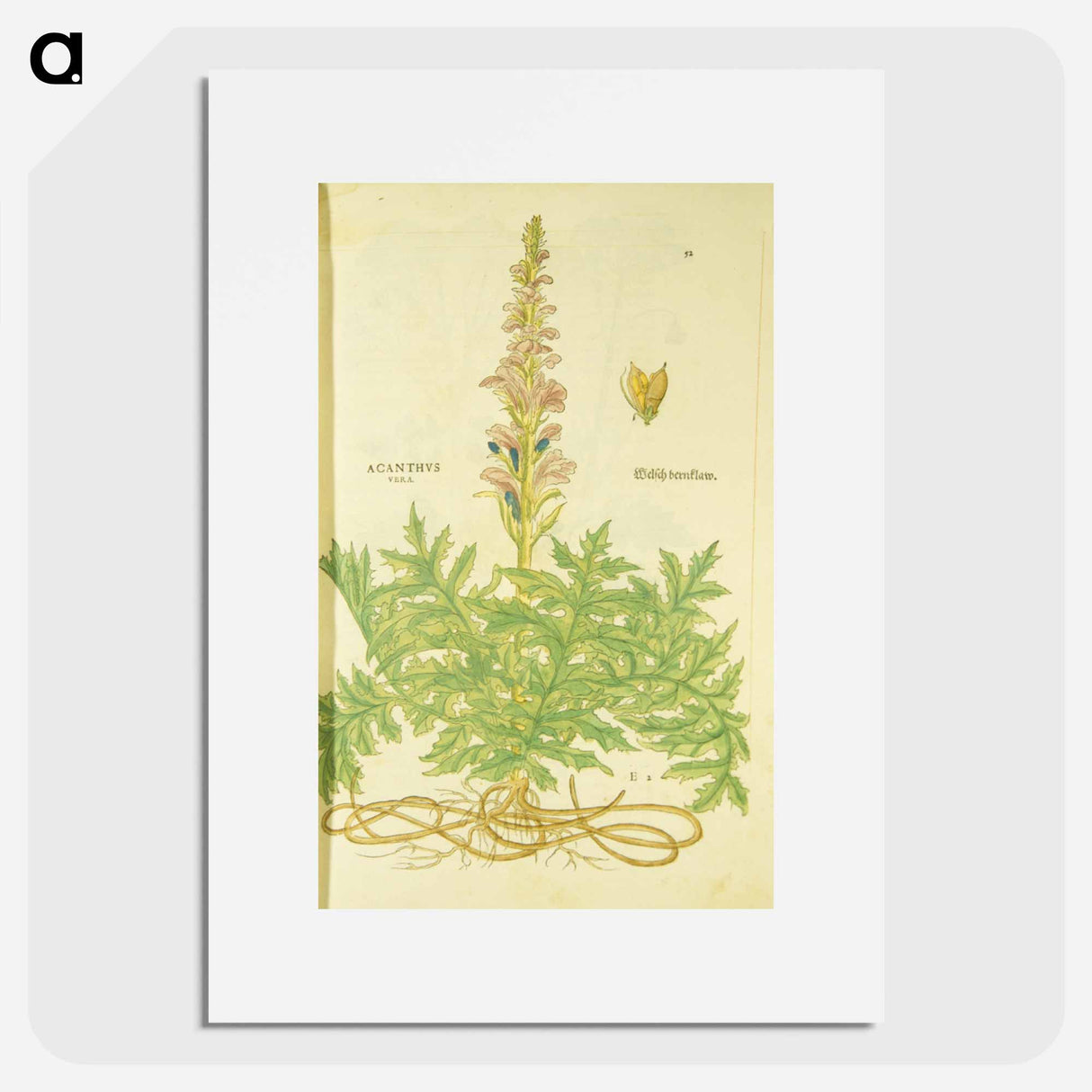 アートポスター-Acanthus vera and Welsch Bernklaw
 - 国立医学図書館 Poster.