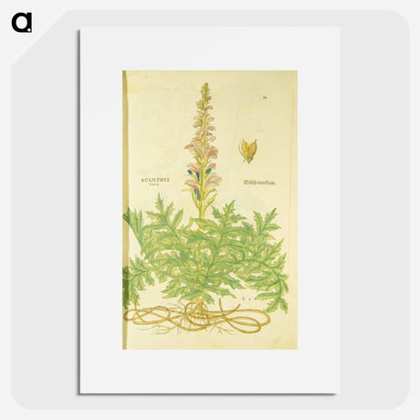 アートポスター-Acanthus vera and Welsch Bernklaw
 - 国立医学図書館 Poster.
