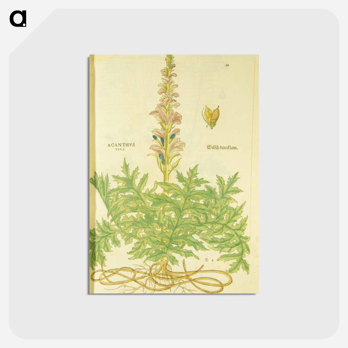 アートポストカード-Acanthus vera and Welsch Bernklaw
 - 国立医学図書館 Postcard.