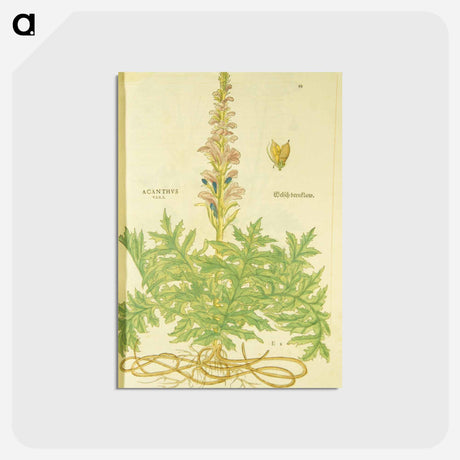 アートポストカード-Acanthus vera and Welsch Bernklaw
 - 国立医学図書館 Postcard.