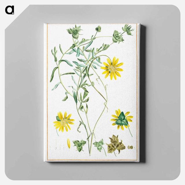 アートパネル-Didelta Tetragoniaefolia - ピエール ジョゼフ ルドゥーテ Canvas.