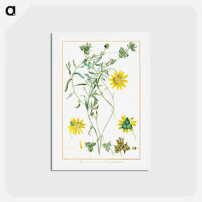 アートポストカード-Didelta Tetragoniaefolia - ピエール ジョゼフ ルドゥーテ Postcard.