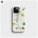 Didelta Tetragoniaefolia - ピエール ジョゼフ ルドゥーテ Phone Case.