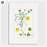 Didelta Tetragoniaefolia - ピエール ジョゼフ ルドゥーテ Poster.