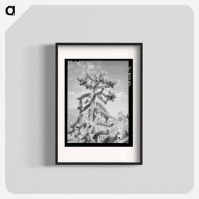 アートポスター-Cactus in Bloom, Graham County
 - ラッセル リー Poster.
