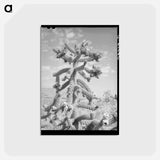 アートポストカード-Cactus in Bloom, Graham County
 - ラッセル リー Postcard.