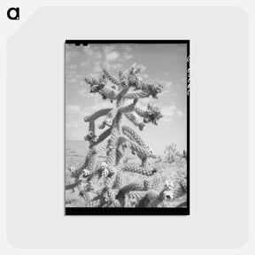 アートポストカード-Cactus in Bloom, Graham County
 - ラッセル リー Postcard.