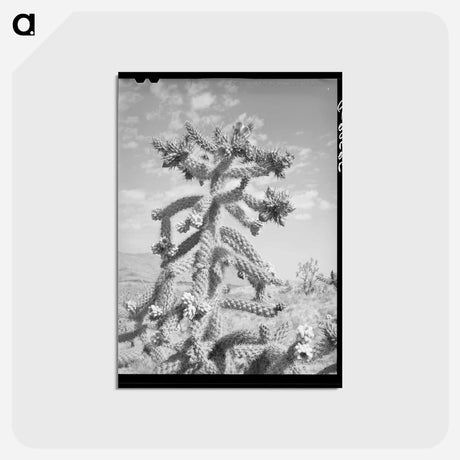 アートポストカード-Cactus in Bloom, Graham County
 - ラッセル リー Postcard.