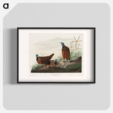 Blue-headed Pigeon from Birds of America
 - アメリカの鳥たち Poster.