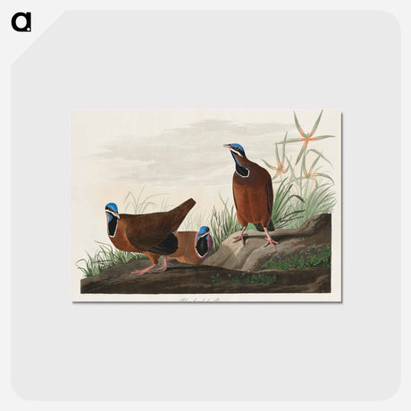アートポストカード-Blue-headed Pigeon from Birds of America
 - アメリカの鳥たち Postcard.
