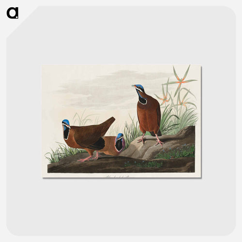 Blue-headed Pigeon from Birds of America
 - アメリカの鳥たち Postcard.