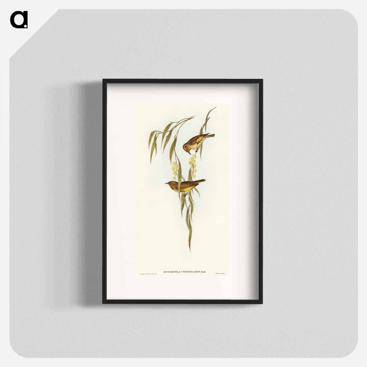 Red-throated Honey-eater
 - オーストラリアの鳥 Poster.