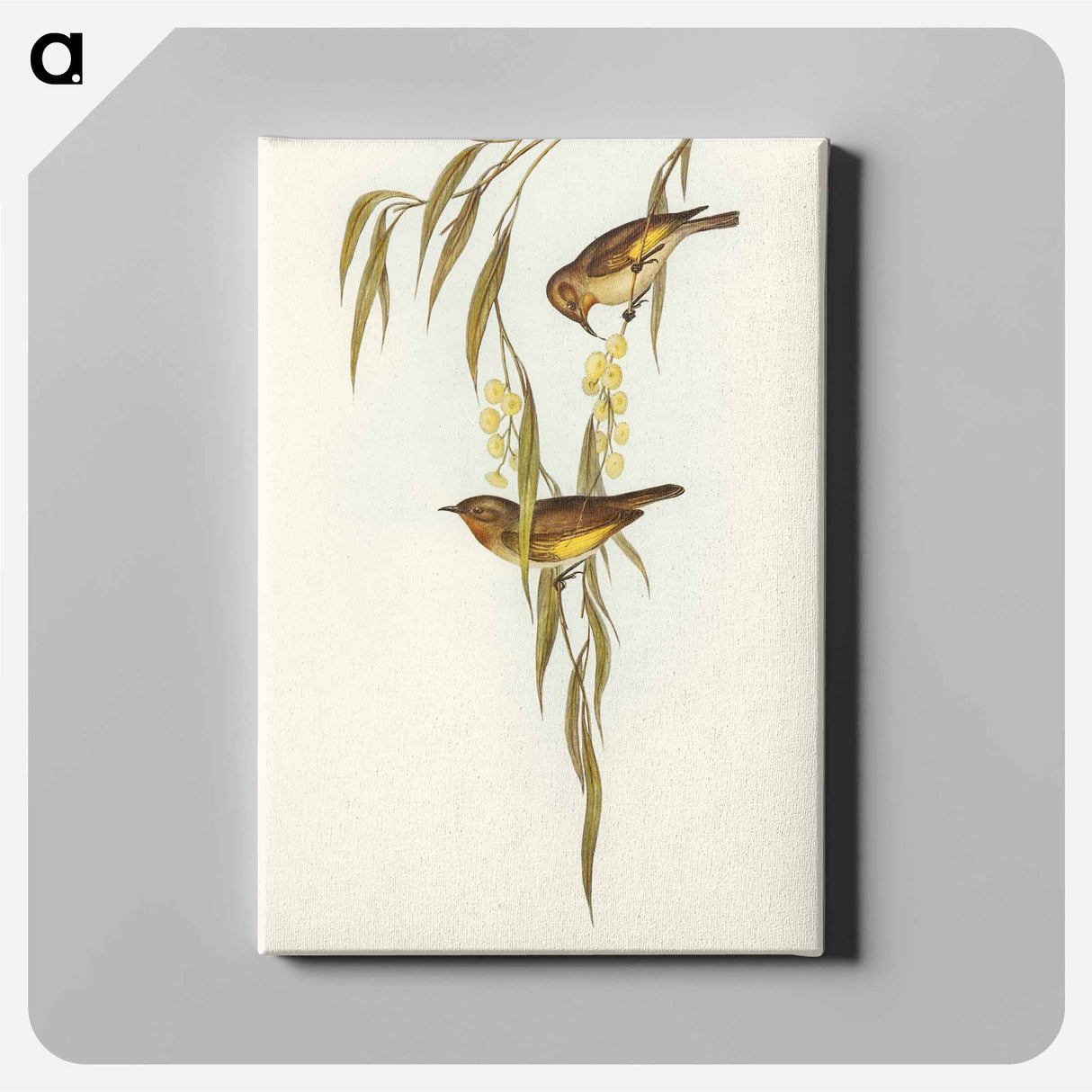 Red-throated Honey-eater
 - オーストラリアの鳥 Canvas.