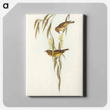 Red-throated Honey-eater
 - オーストラリアの鳥 Canvas.