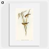 Red-throated Honey-eater
 - オーストラリアの鳥 Poster.