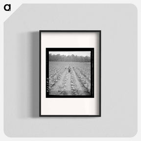 アートポスター-Untitled photo, possibly related to: Putting in tobacco. Shoofly, North Carolina - ドロテア ラング Poster.