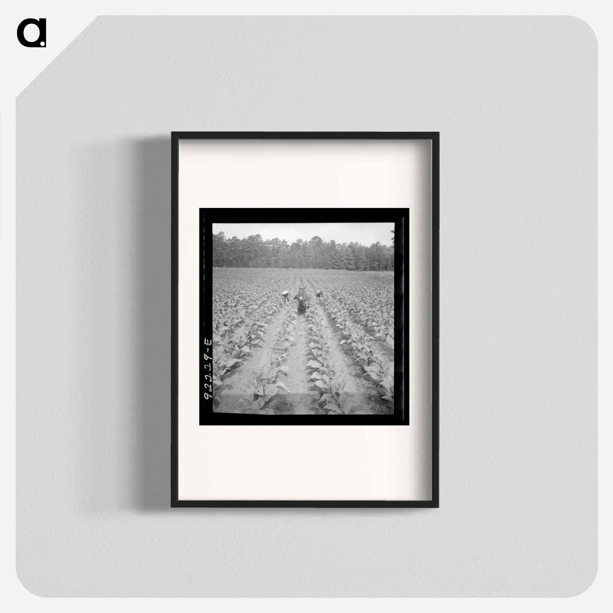 Untitled photo, possibly related to: Putting in tobacco. Shoofly, North Carolina - Dorothea Lange Poster.