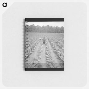 アートメモ帳-Untitled photo, possibly related to: Putting in tobacco. Shoofly, North Carolina - ドロテア ラング Memo.