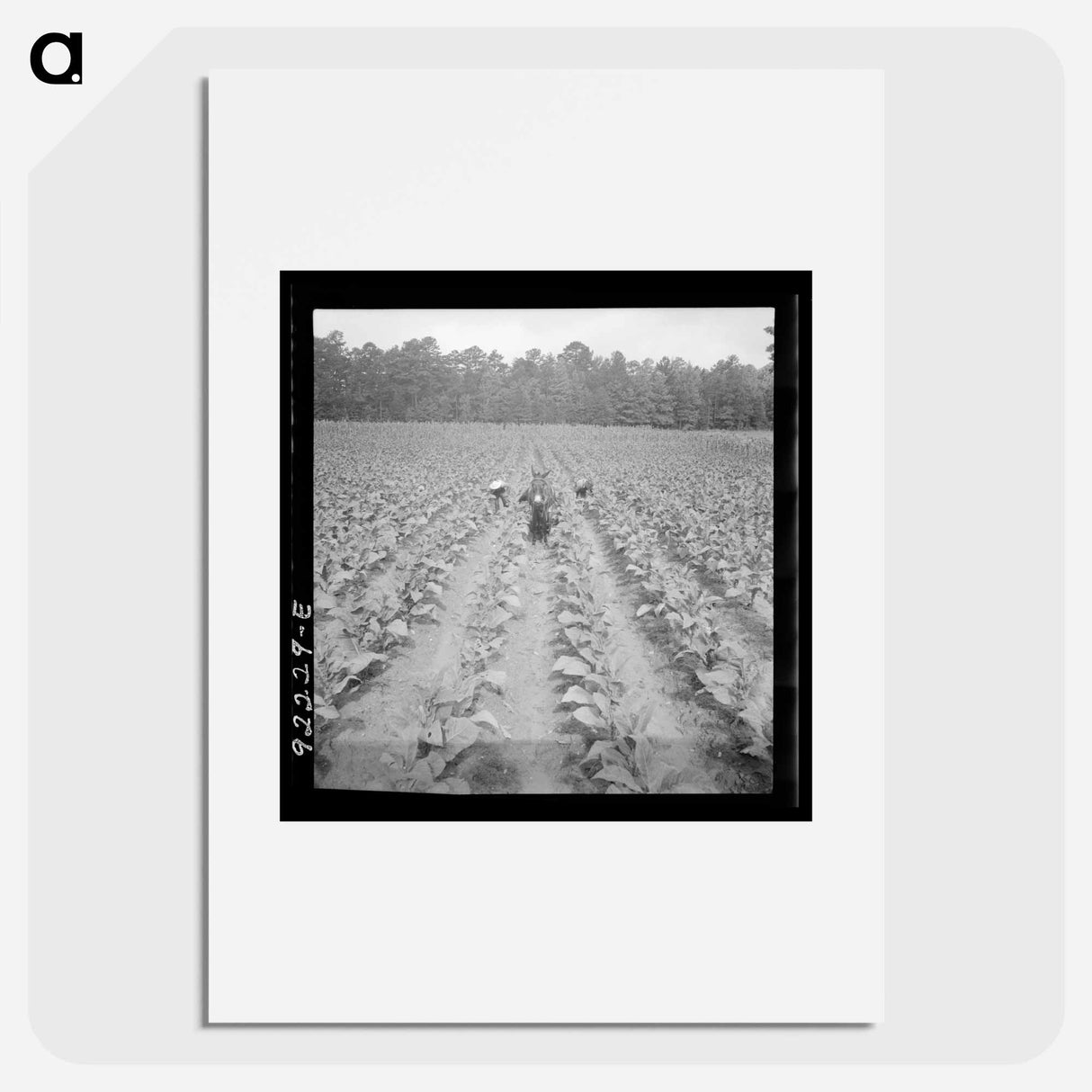 Untitled photo, possibly related to: Putting in tobacco. Shoofly, North Carolina - ドロテア ラング Poster.