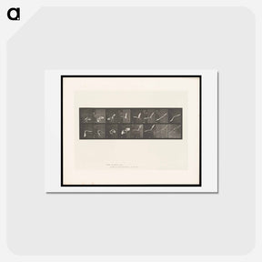 アートポストカード-Flying Cockatoo
 - エドワード マイブリッジ Postcard.