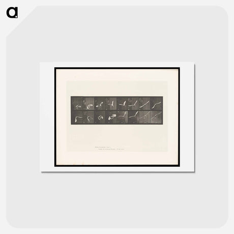 アートポストカード-Flying Cockatoo
 - エドワード マイブリッジ Postcard.