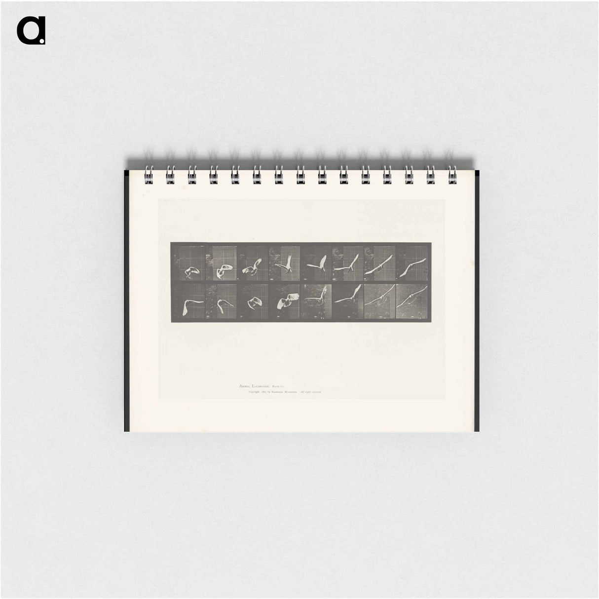 アートメモ帳-Flying Cockatoo
 - エドワード マイブリッジ Memo.