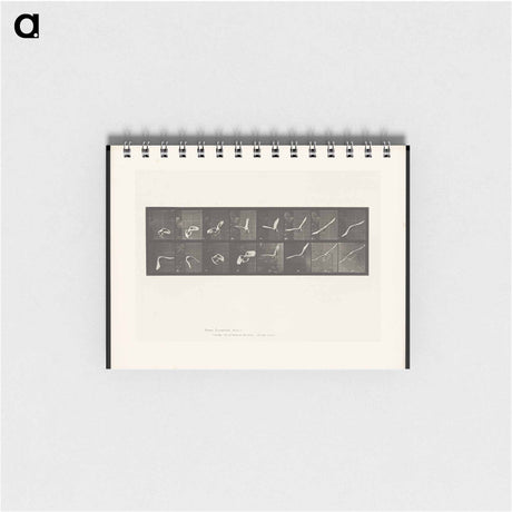 アートメモ帳-Flying Cockatoo
 - エドワード マイブリッジ Memo.