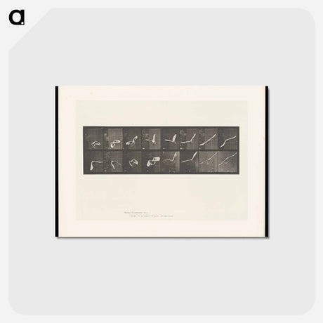 アートポストカード-Flying Cockatoo
 - エドワード マイブリッジ Postcard.