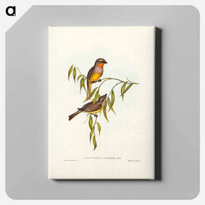 アートパネル-Gilbert's Pachycephala
 - ジョン グールド Canvas.