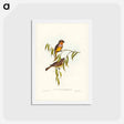 アートポストカード-Gilbert's Pachycephala
 - ジョン グールド Postcard.