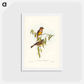 アートポストカード-Gilbert's Pachycephala
 - ジョン グールド Postcard.