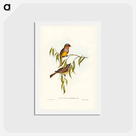 アートポストカード-Gilbert's Pachycephala
 - ジョン グールド Postcard.