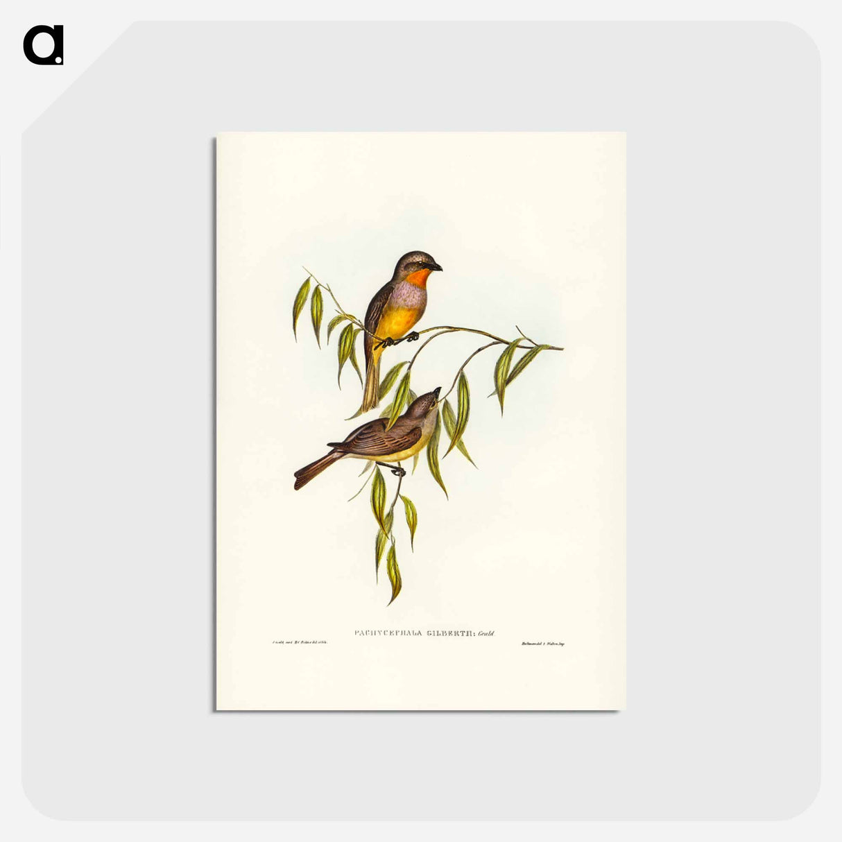 アートポストカード-Gilbert's Pachycephala
 - ジョン グールド Postcard.