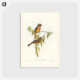 アートポストカード-Gilbert's Pachycephala
 - ジョン グールド Postcard.