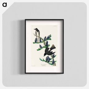 アートポスター-Olive sided Flycatcher
 - ジョン ジェームス オーデュボン Poster.