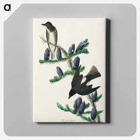 アートパネル-Olive sided Flycatcher
 - ジョン ジェームス オーデュボン Canvas.