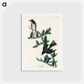 アートポストカード-Olive sided Flycatcher
 - ジョン ジェームス オーデュボン Postcard.