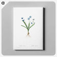 4-89_Pierre-Joseph-Redoute_canvas