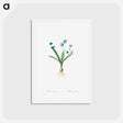 アートポストカード-Scilla Amaena - ピエール ジョゼフ ルドゥーテ Postcard.