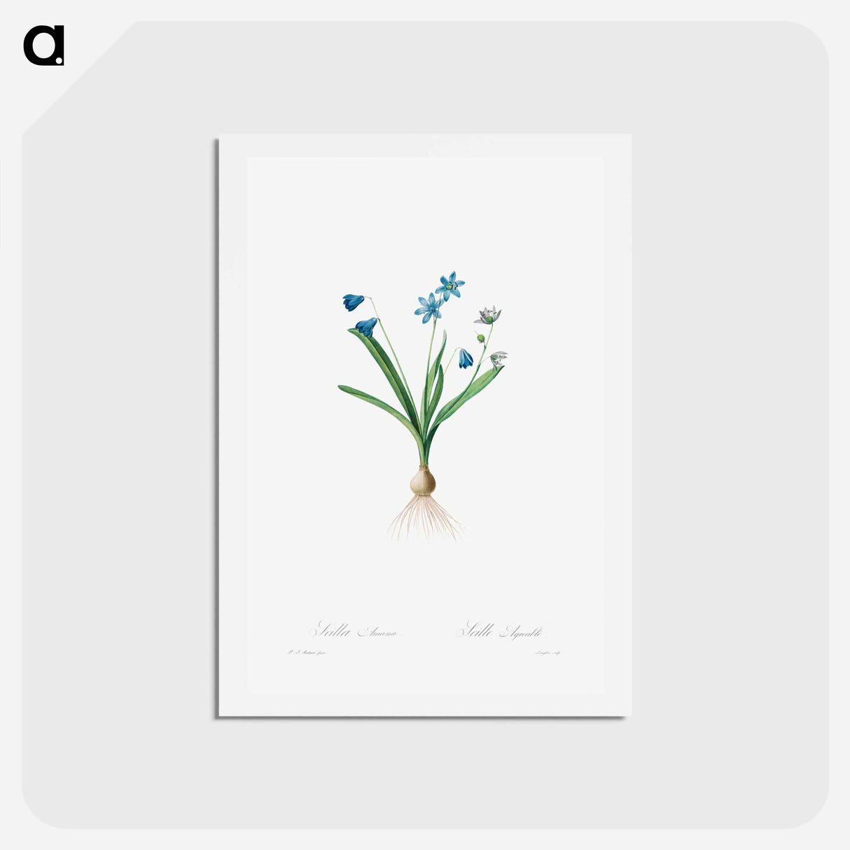 アートポストカード-Scilla Amaena - ピエール ジョゼフ ルドゥーテ Postcard.