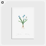 アートポストカード-Scilla Amaena - ピエール ジョゼフ ルドゥーテ Postcard.