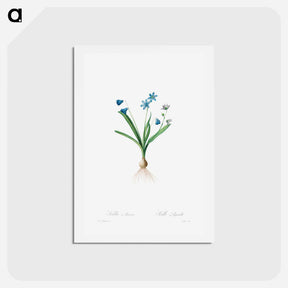 アートポストカード-Scilla Amaena - ピエール ジョゼフ ルドゥーテ Postcard.