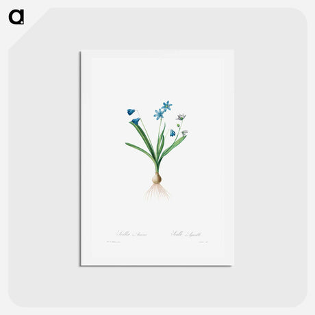 アートポストカード-Scilla Amaena - ピエール ジョゼフ ルドゥーテ Postcard.