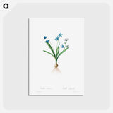 アートポストカード-Scilla Amaena - ピエール ジョゼフ ルドゥーテ Postcard.