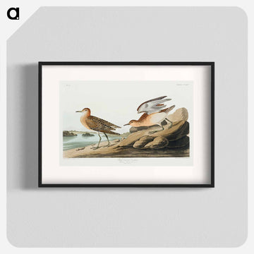 Buff breasted Sandpiper from Birds of America
 - アメリカの鳥たち Poster.
