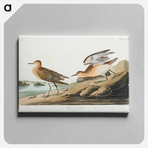アートパネル-Buff breasted Sandpiper from Birds of America
 - アメリカの鳥たち Canvas.