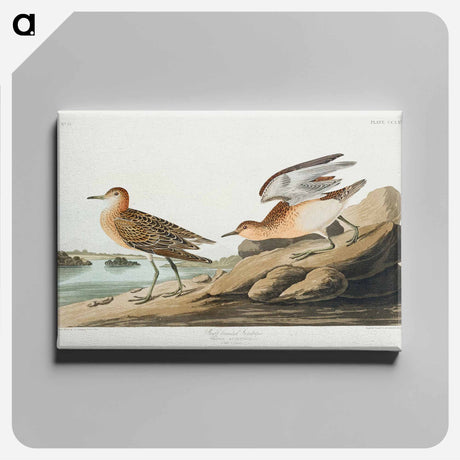 アートパネル-Buff breasted Sandpiper from Birds of America
 - アメリカの鳥たち Canvas.